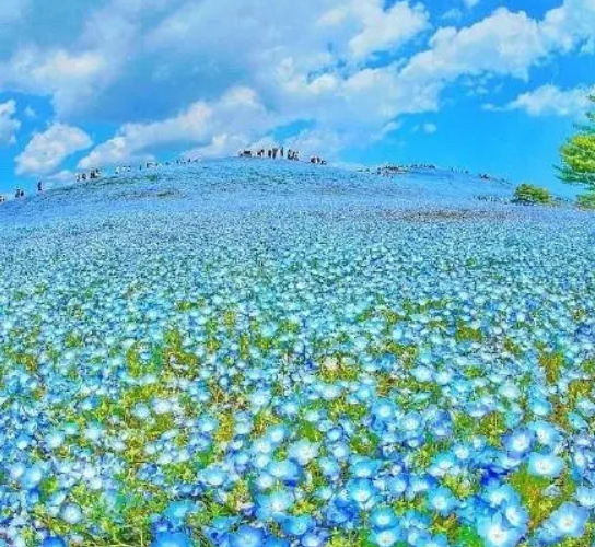 日本公园无人机拍花海 四月的花一览无余