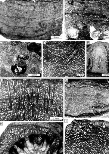 贵州发现80多种远古海洋生物化石 相关研究成果发布在《三古》上