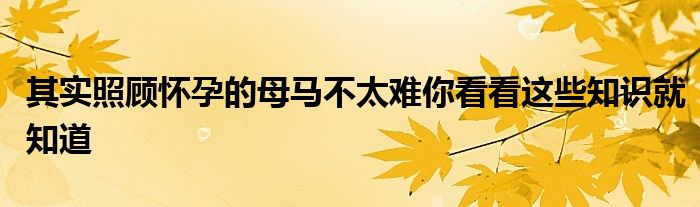 其实照顾怀孕的母马不太难你看看这些知识就知道