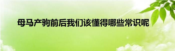 母马产驹前后我们该懂得哪些常识呢