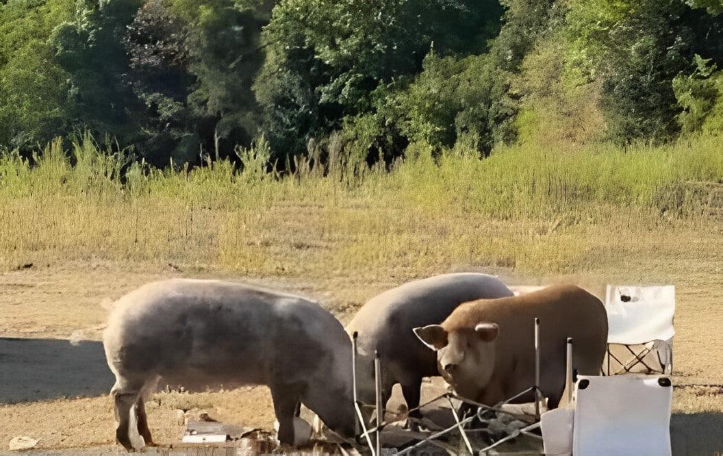 女子野餐中途拍照美食被3只猪炫光
