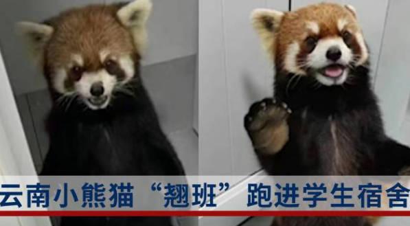 动物园小熊猫“翘班”跑进学生宿舍