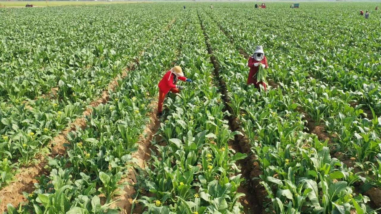 多地蔬菜滞销后，河南出台十条措施帮农民卖菜