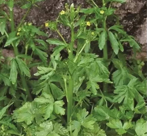 尝鲜谨慎 这些有毒植物与野菜类似