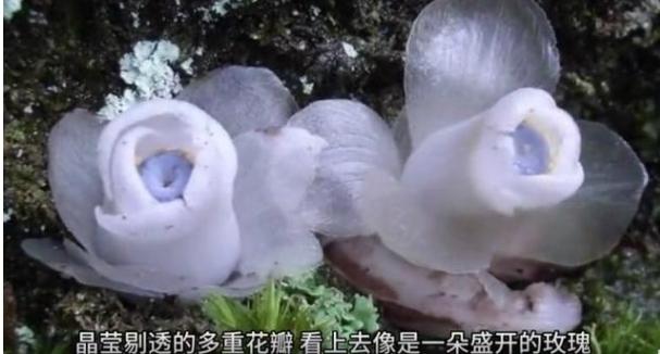 “幽灵之花”水晶兰：神秘的江湖奇草在元宝山被发现