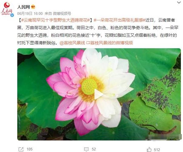 云南荷花盛景：罕见野生大洒锦花绽放，花海如诗如画