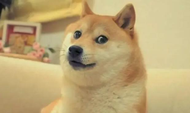 致敬“Doge”的原型柴犬卡波苏：永远的网红之星