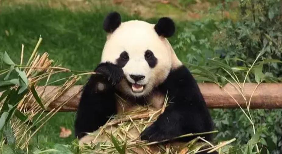 中国大熊猫保护研究中心：辟谣传言，保护工作不容置疑