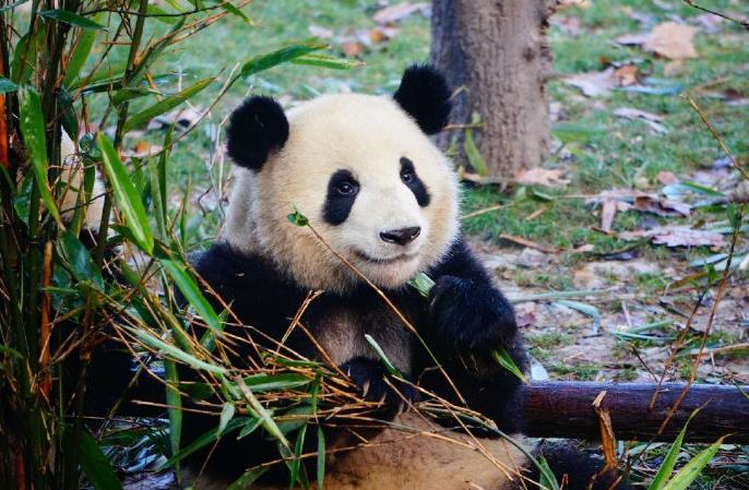 揭秘大熊猫伤口传闻：中国大熊猫保护研究中心澄清辟谣
